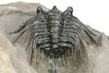 Spiny Leonaspis Trilobite - Atchana, Morocco #245523-3